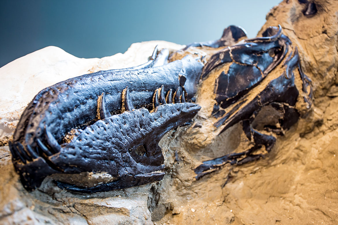 The Dueling Dinosaurs' tyrannosaur jaw.